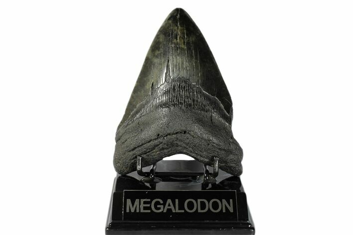 Fossil Megalodon Tooth - South Carolina #168026